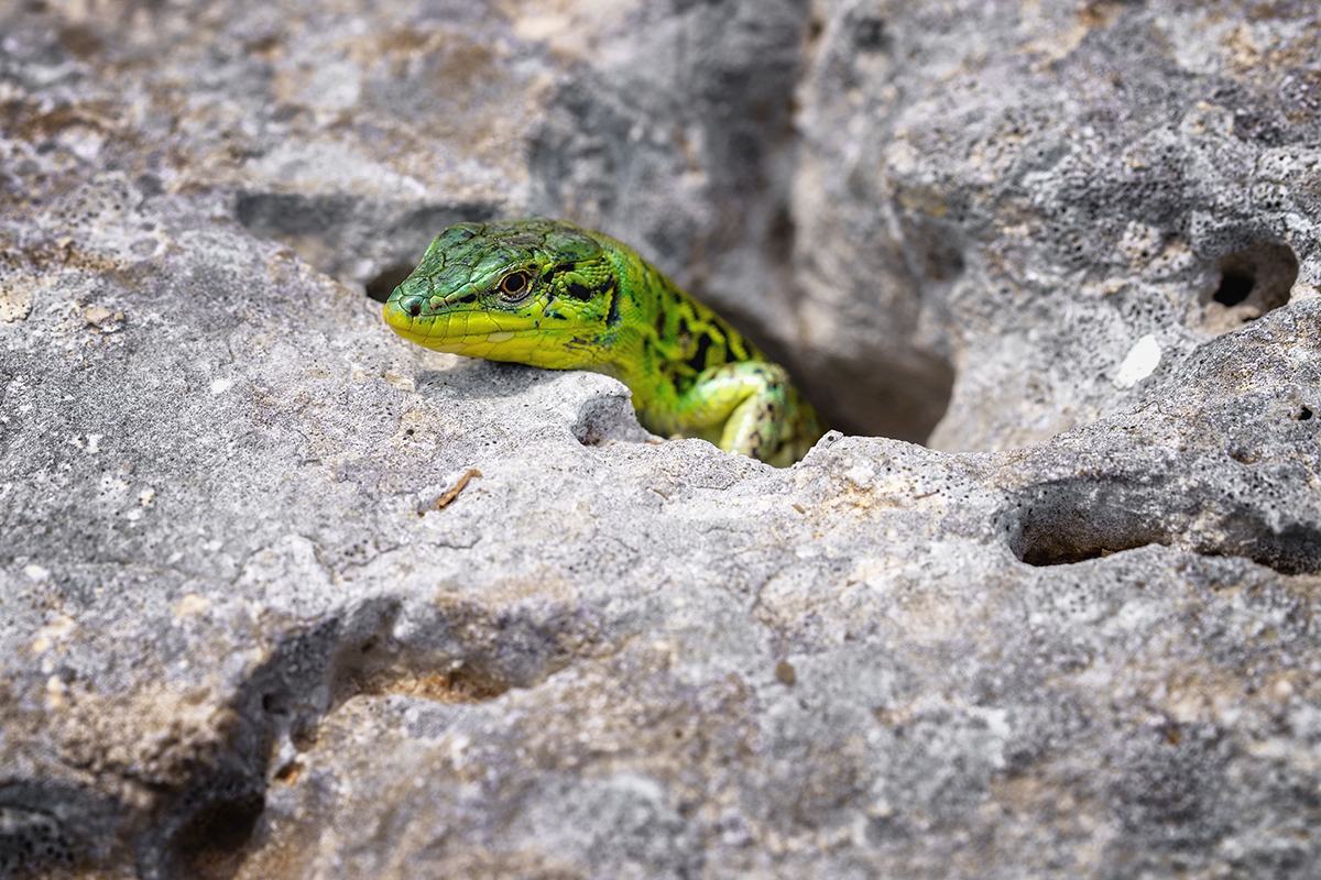 Close,Up,Photo,Of,Green,Lizard,Climbing,From,A,Hole