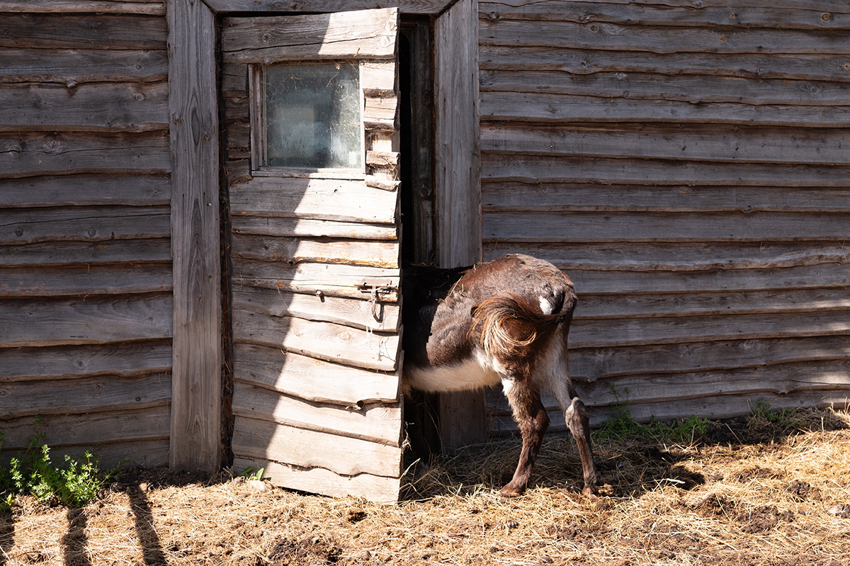Donkey,Half,Inside,Wooden,Shed,On,Sunny,Day.